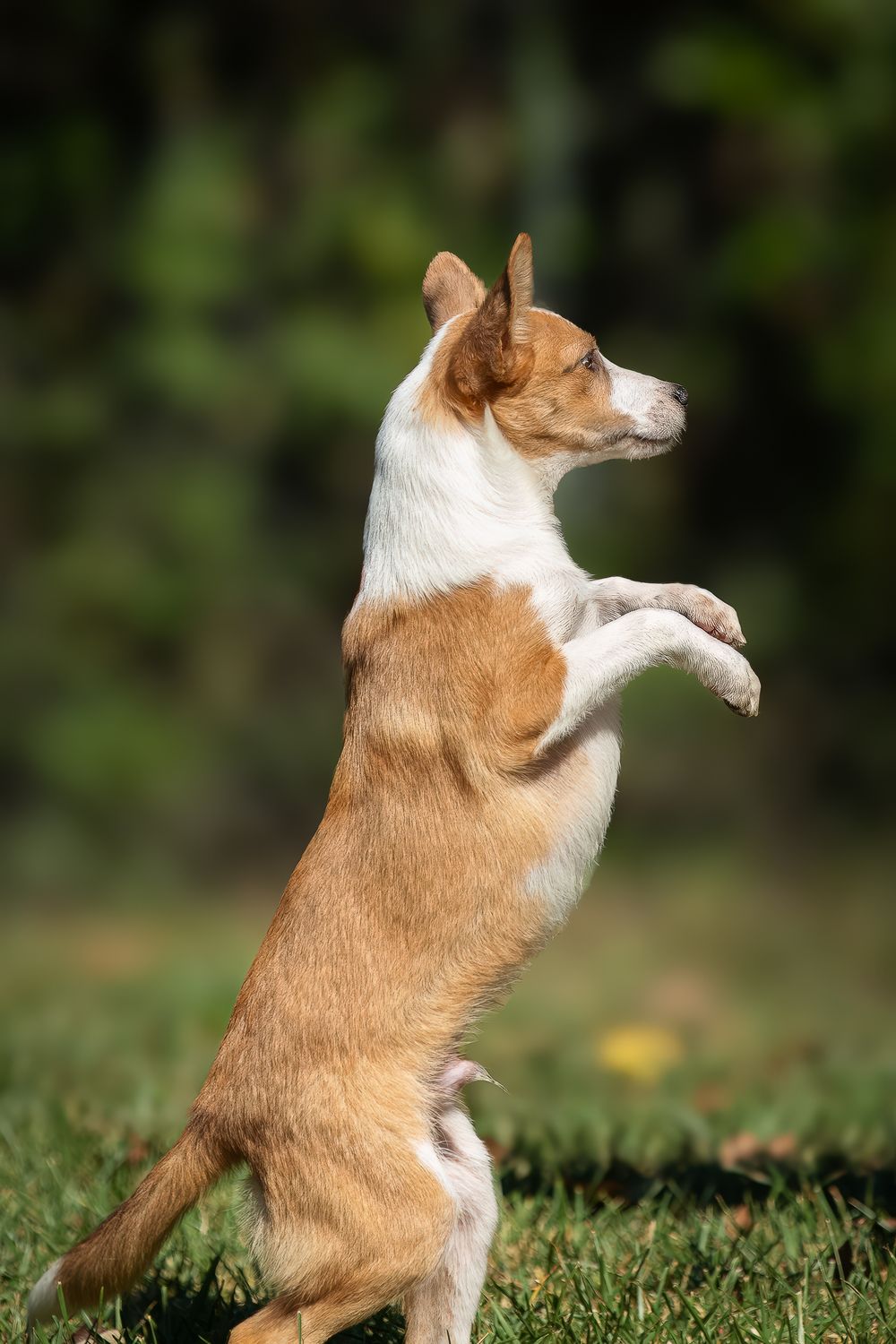 Professional pet photography services from Pawfect Moments Photography, Pam Horn Photographer.  Capturing your pet's pawfect moments. Dog