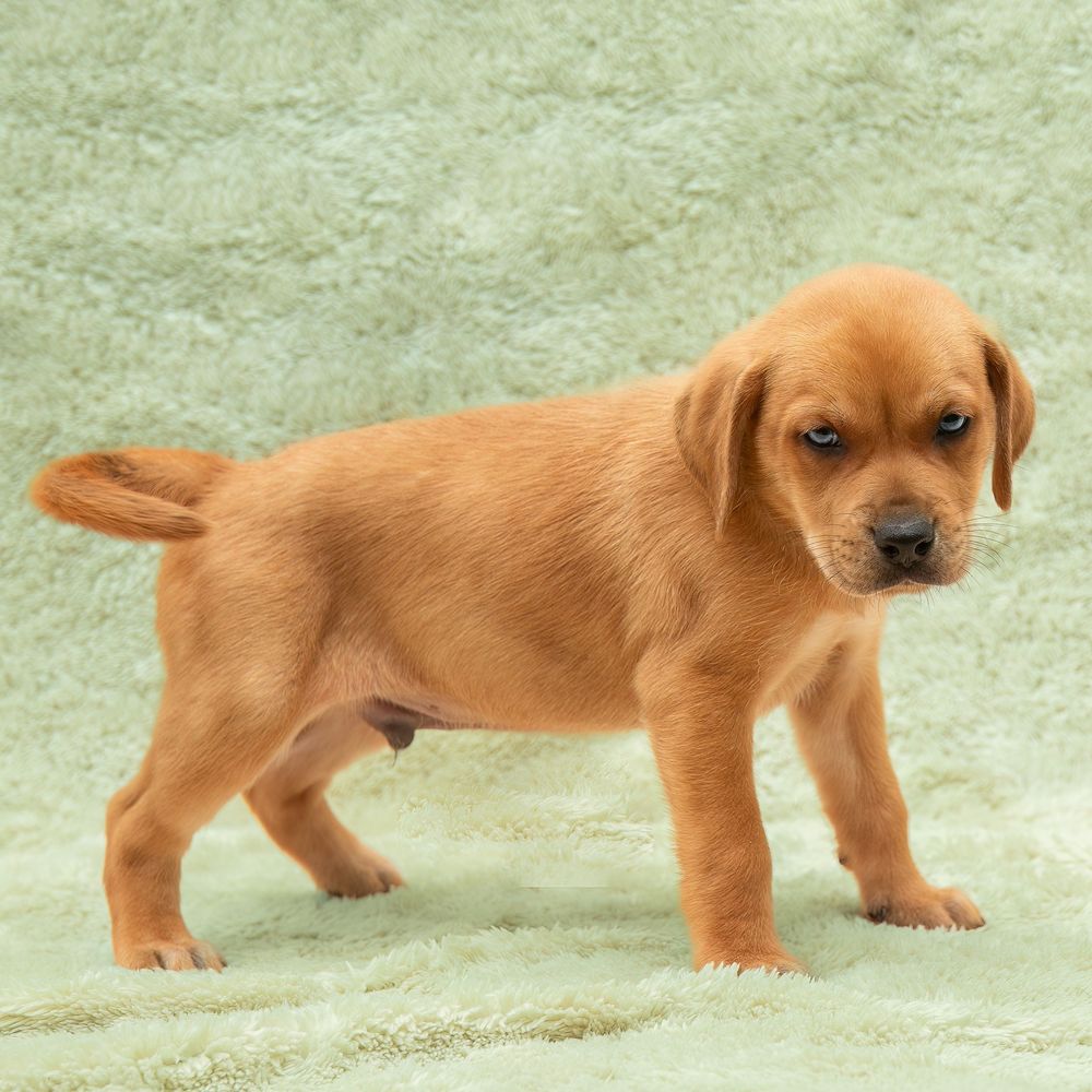 SPCA of Polk County puppies available for adoption photographed by Pam Horn, Photographer, Pawfect Moments Photography