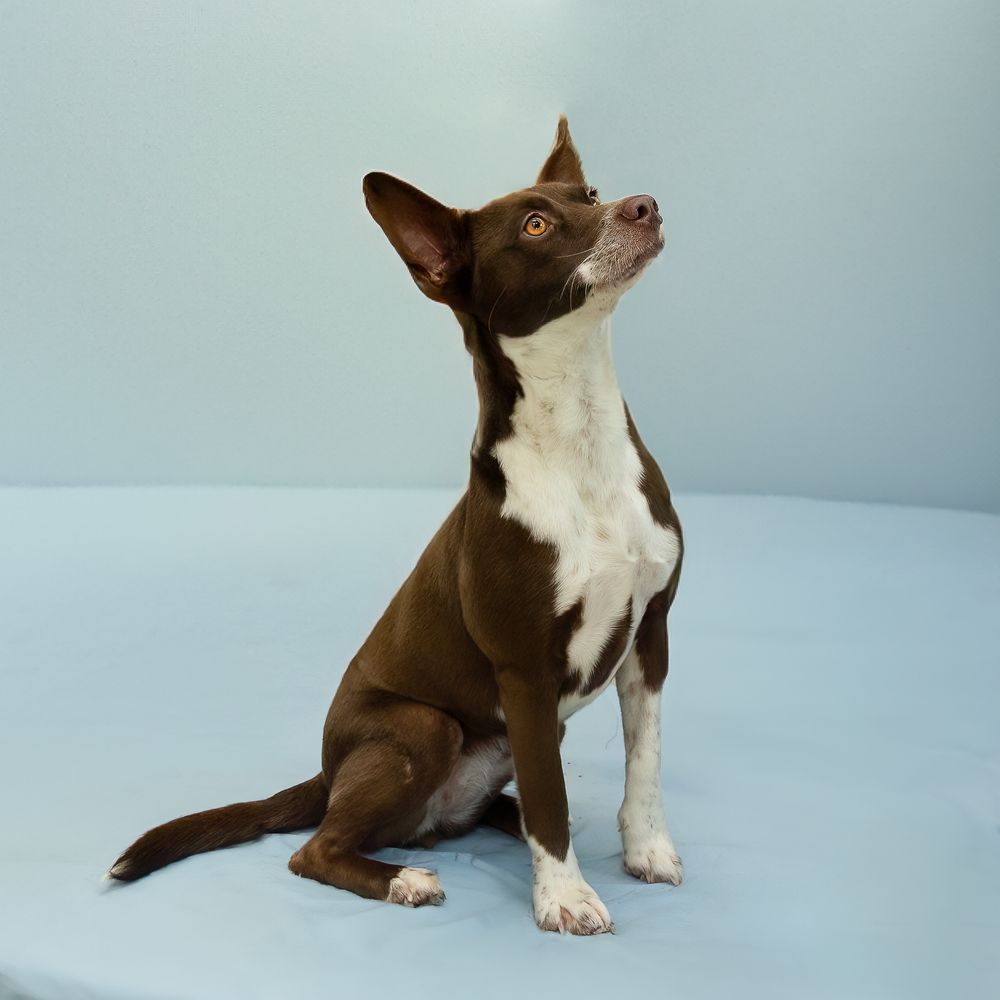 SPCA of Polk County puppies available for adoption photographed by Pam Horn, Photographer, Pawfect Moments Photography