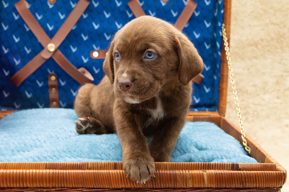 SPCA of Polk County puppies available for adoption photographed by Pam Horn, Photographer, Pawfect Moments Photography