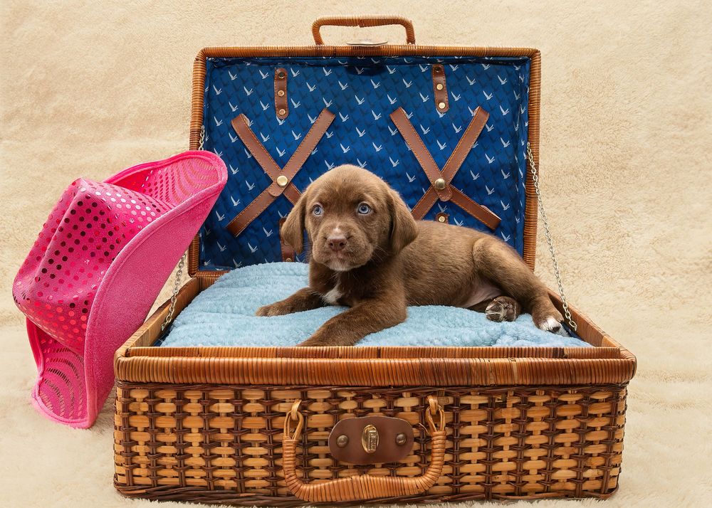 SPCA of Polk County puppies available for adoption photographed by Pam Horn, Photographer, Pawfect Moments Photography