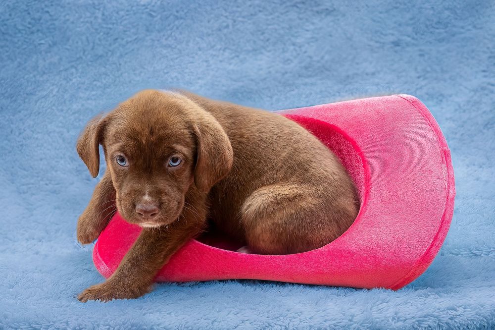 SPCA of Polk County puppies available for adoption photographed by Pam Horn, Photographer, Pawfect Moments Photography