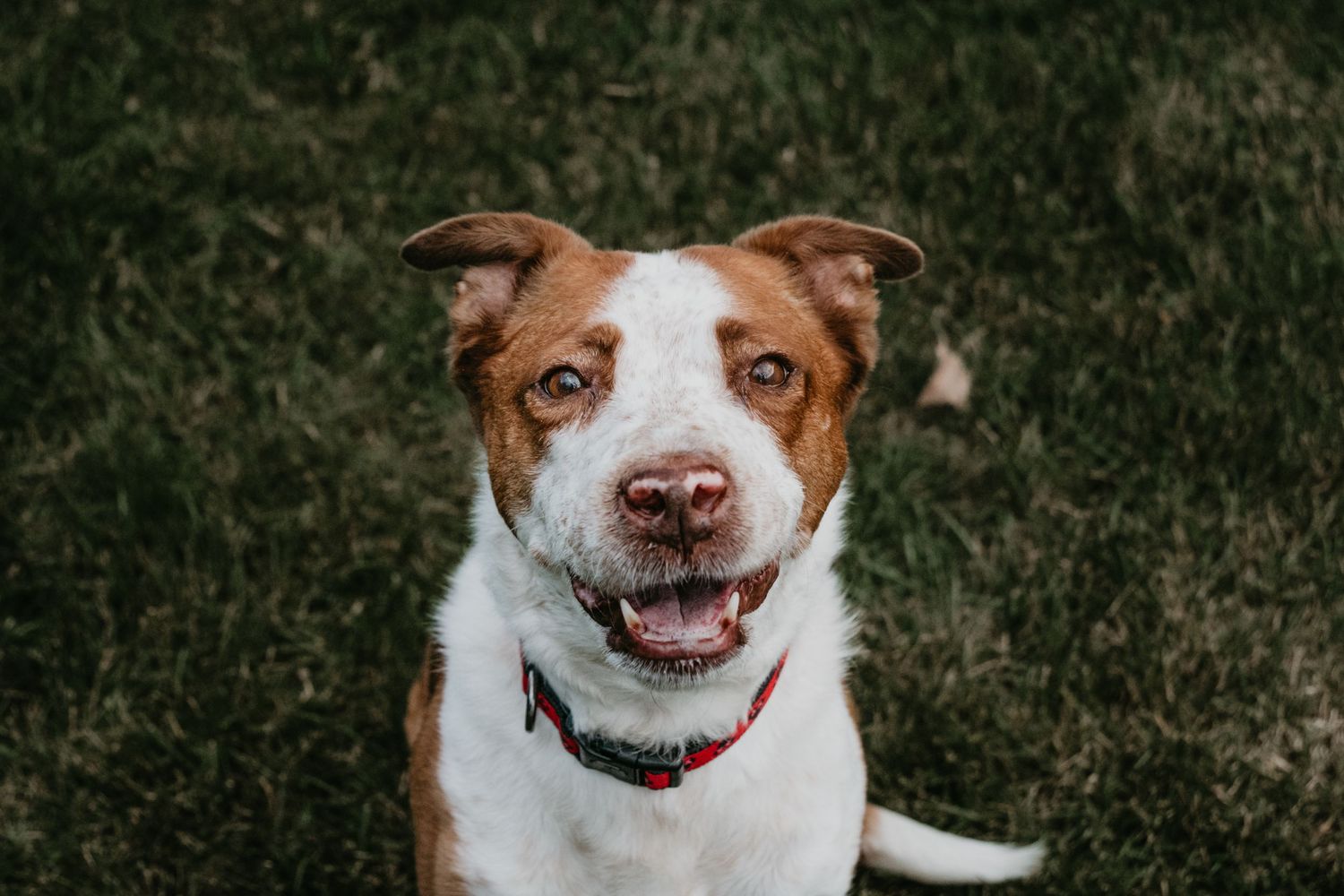 Happy brown and white dog showing playful smile while relaxing outdoors on grass.