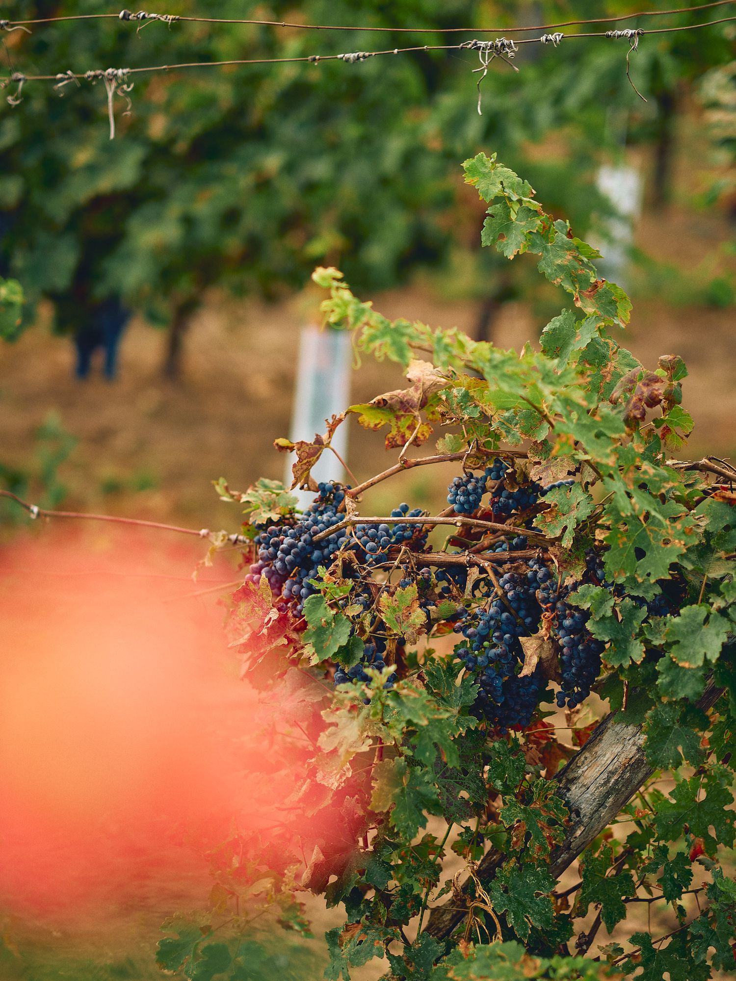 Purple wine grapes growing on grapevines in a vineyard with warm sunset lighting and green leaves.