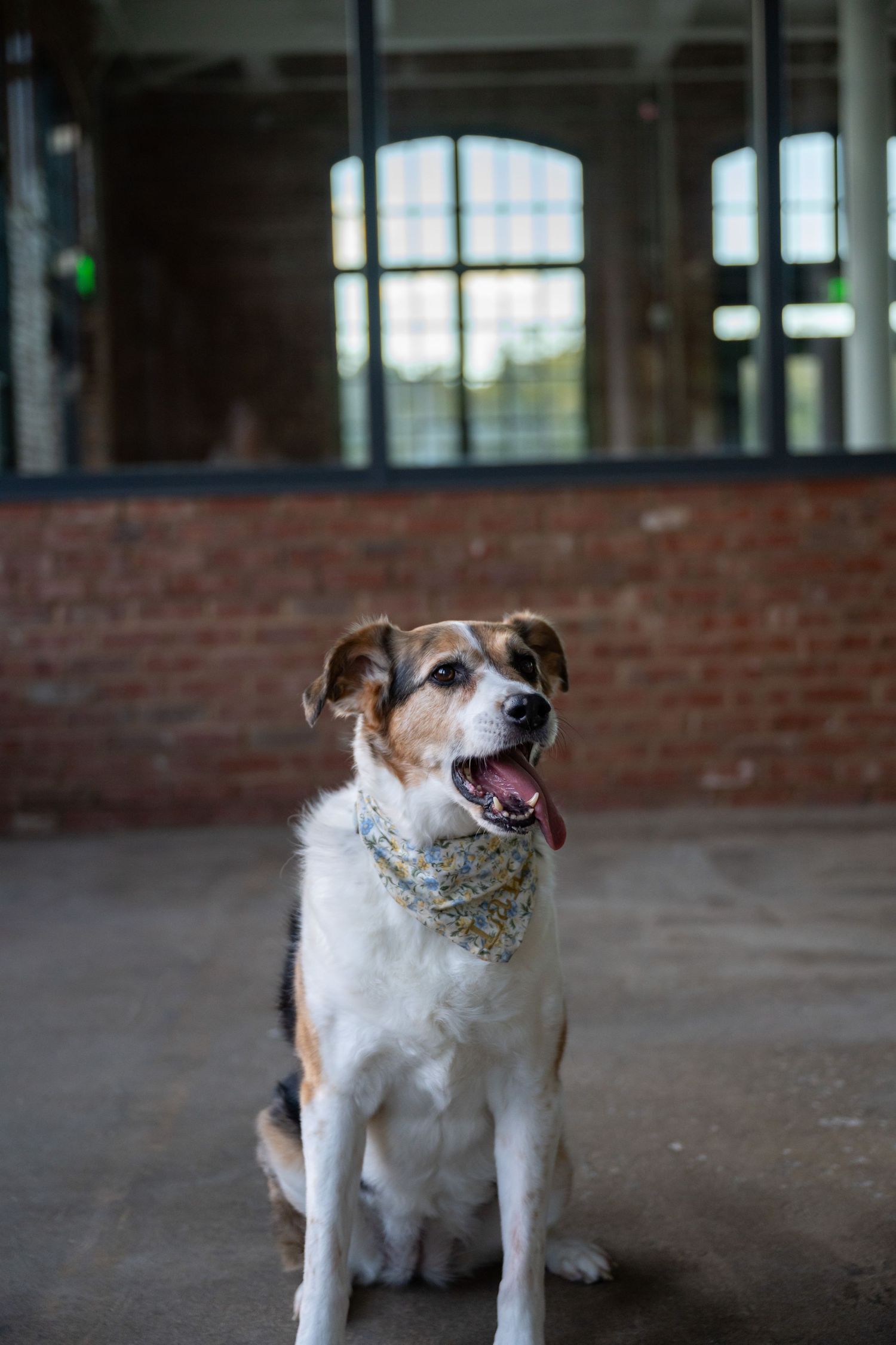 A small white and brown dog wearing a floral bandana sits in an industrial space with exposed brick walls.