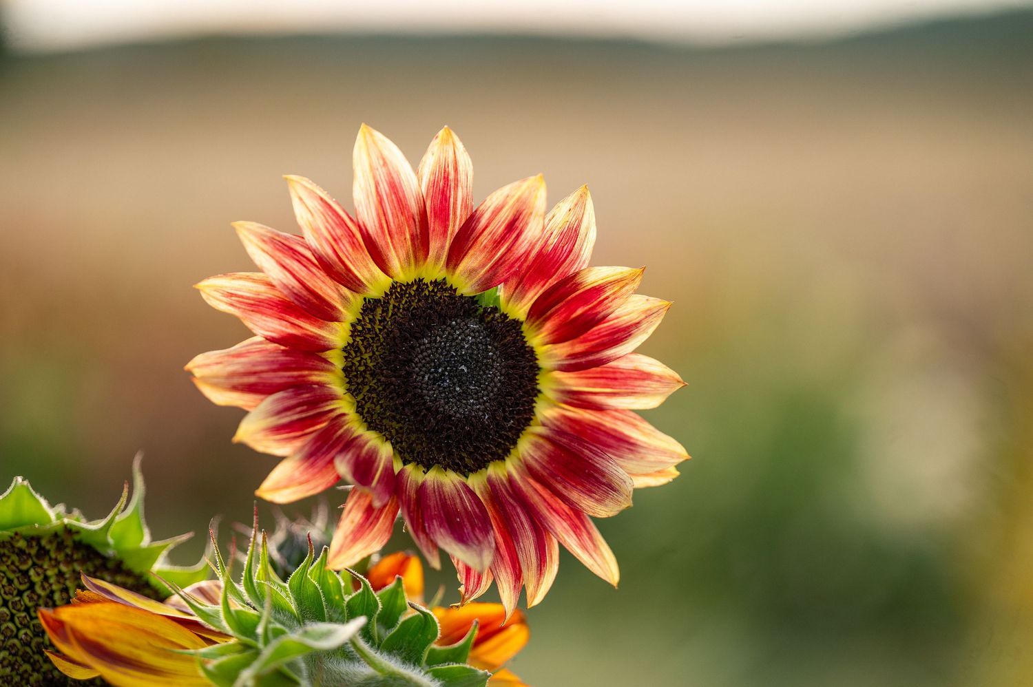 A vibrant red and yellow sunflower bloom with dark center stands out against a soft blurred natural background.
