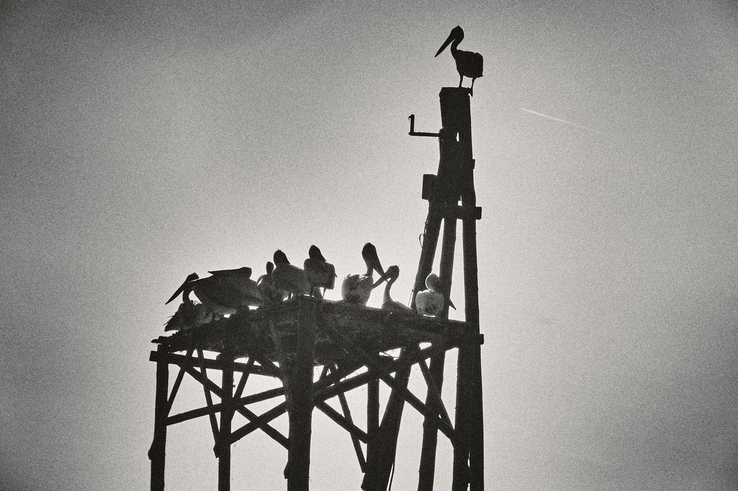 A series of silhouetted birds perched on wooden structures against a moody gray sky.