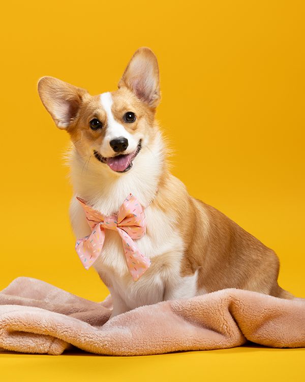 Cute Corgi dog sits on a soft pink blanket poses playfully against a vibrant yellow background.
