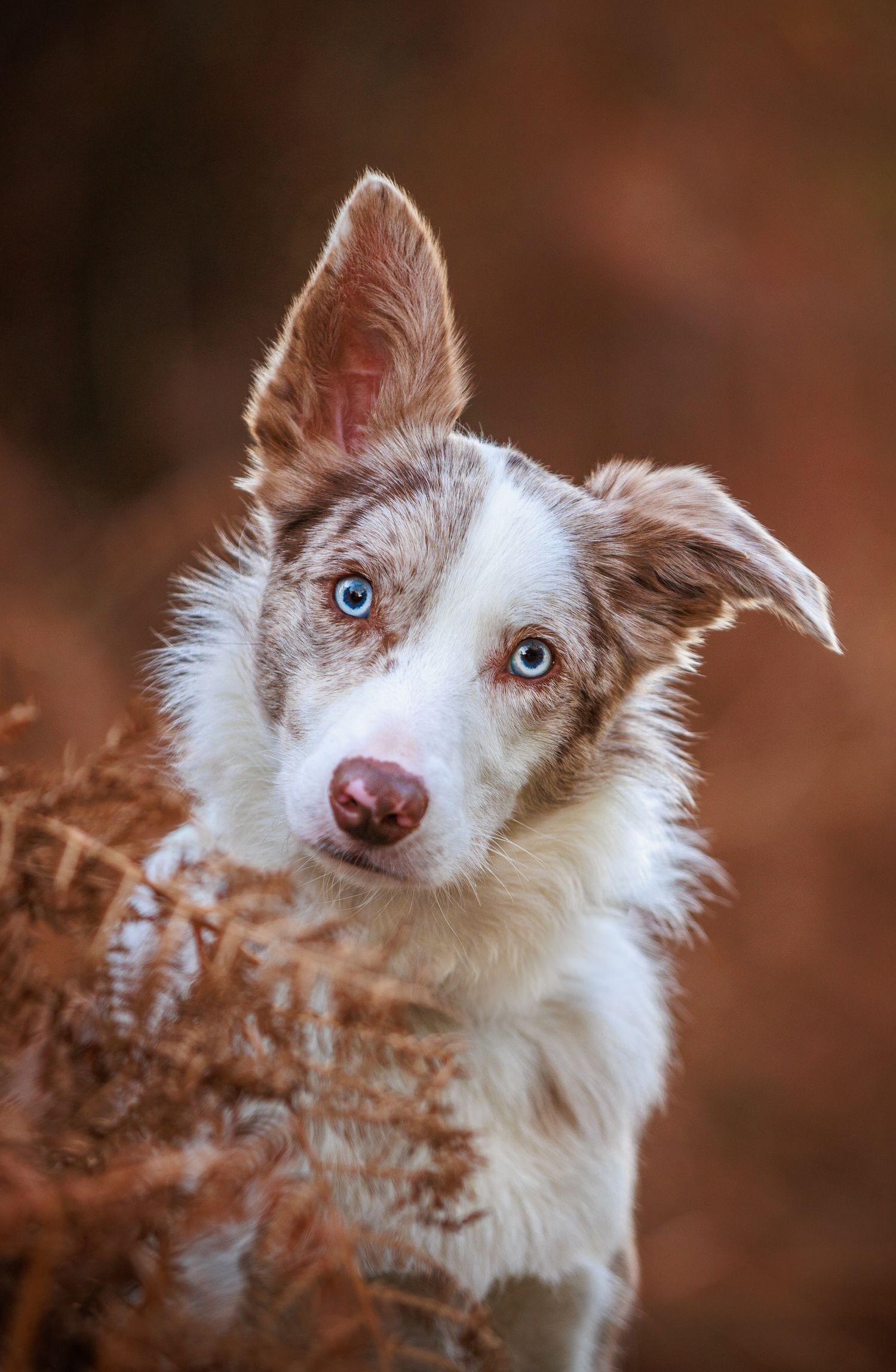 Border collie with striking blue and brown eyes peeks through autumn foliage.