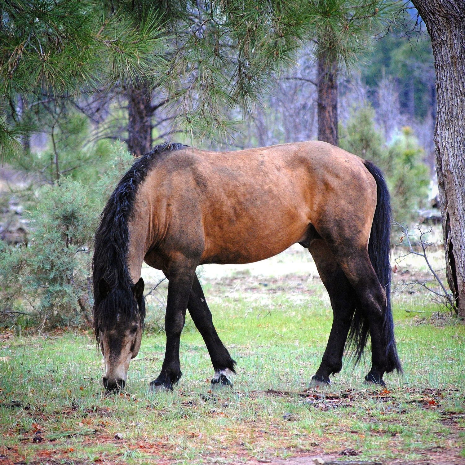 Animal Prints Available @PhotosByJennRoberts