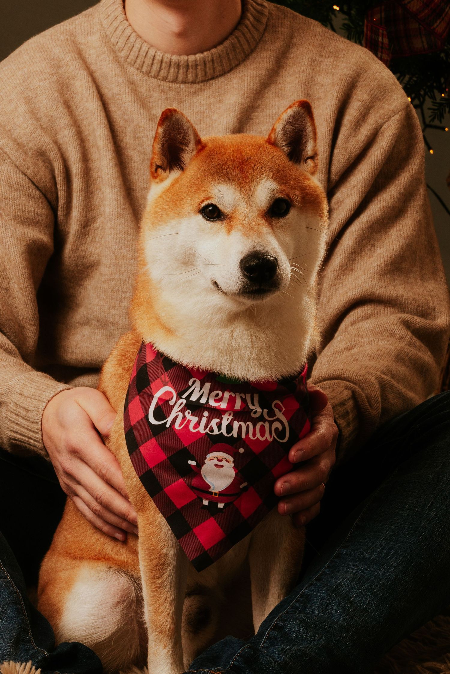 Shiba Inu dog wearing a festive red plaid Christmas bandana poses in front of holiday decorations.