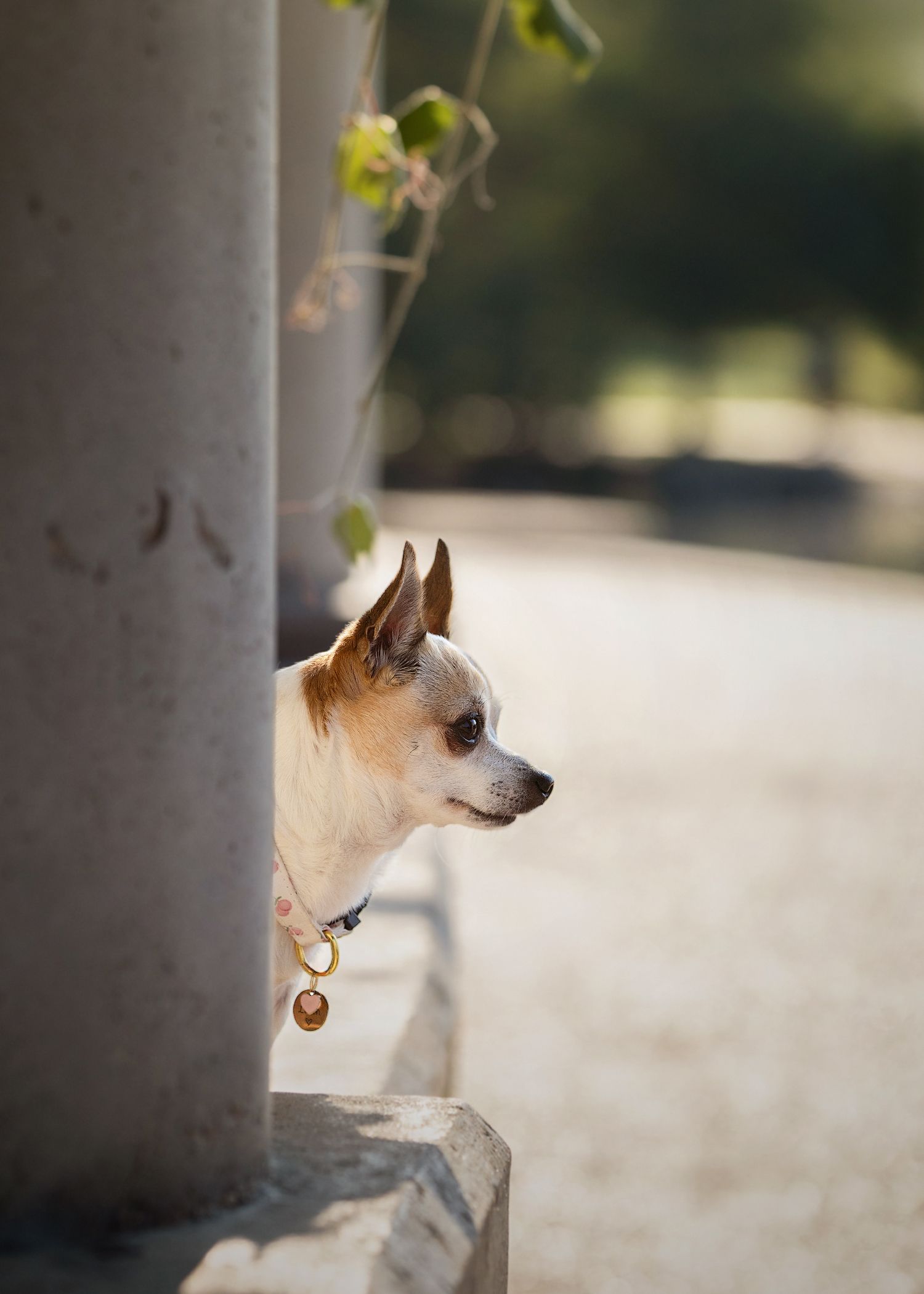 A Chihuahua dog with a collar peeks out from behind a pillar, looking off to the side in an outdoor setting.