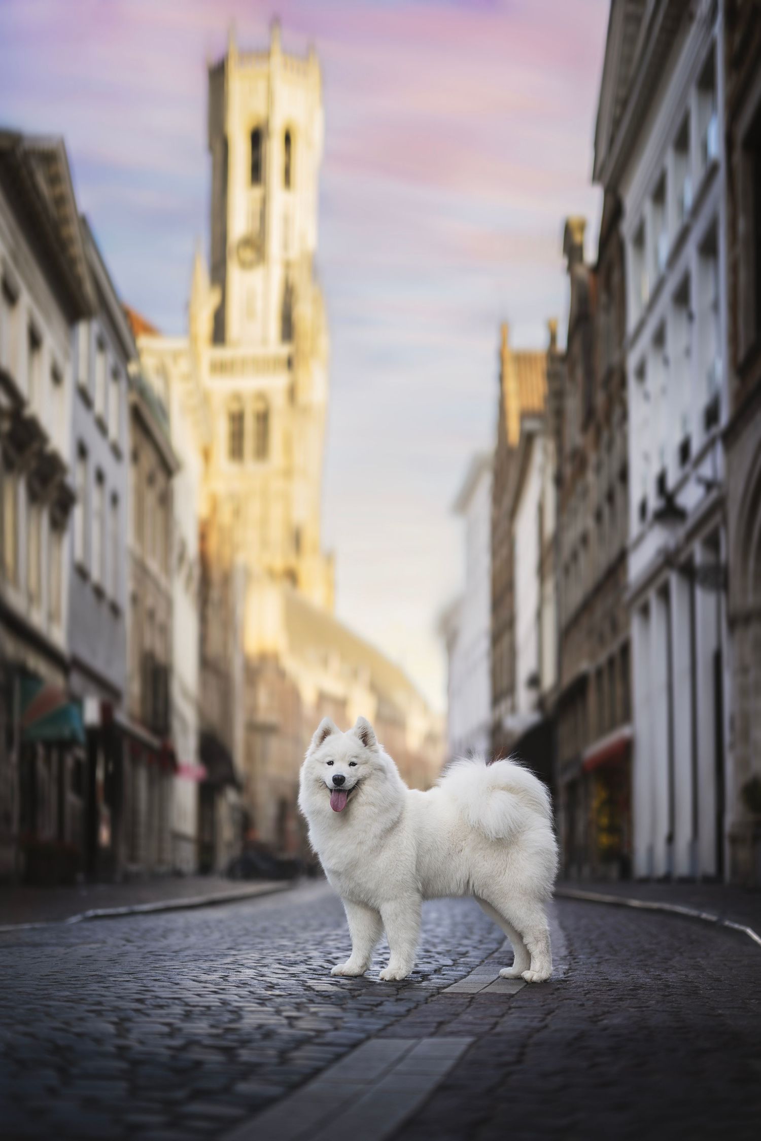 A white Samoyed dog poses majestically on a cobblestone street with historic European buildings and church towers in the background.