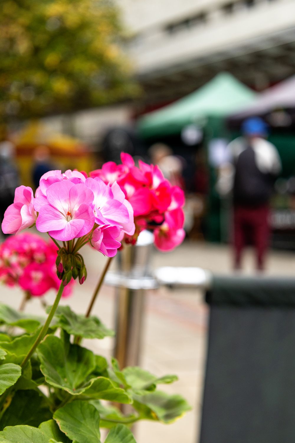 Bright pink geranium flowers bloom in outdoor planters along a street market with vendor tents in the background.