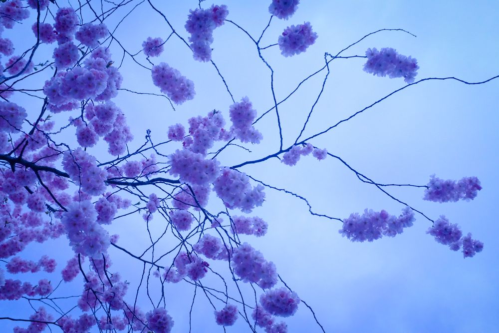 Cherry blossoms