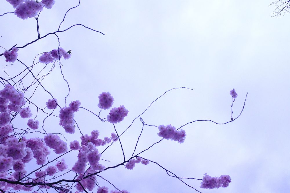 Cherry blossoms