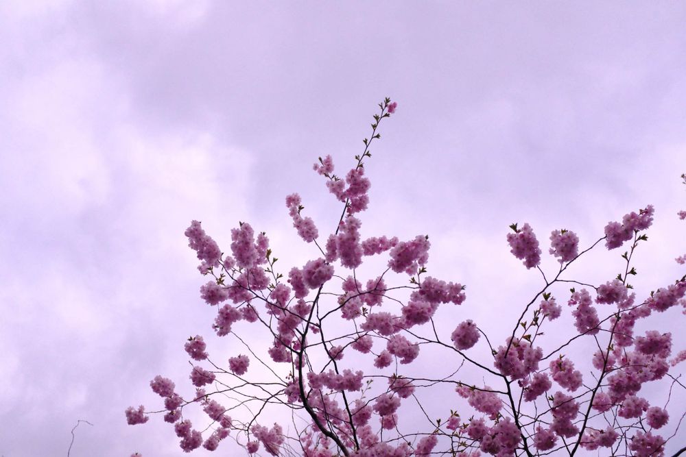 Cherry blossoms