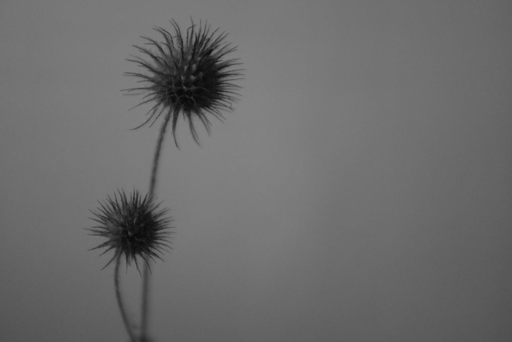Black and white photo of a dried plant.