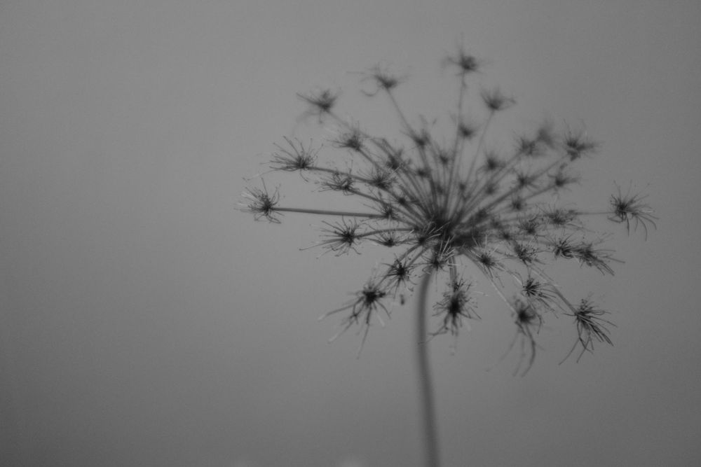 Black and white photo of a dried plant.