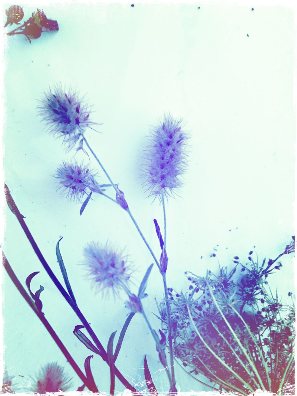 dried plants in a random arrangement. blueish color hue in the photograph.