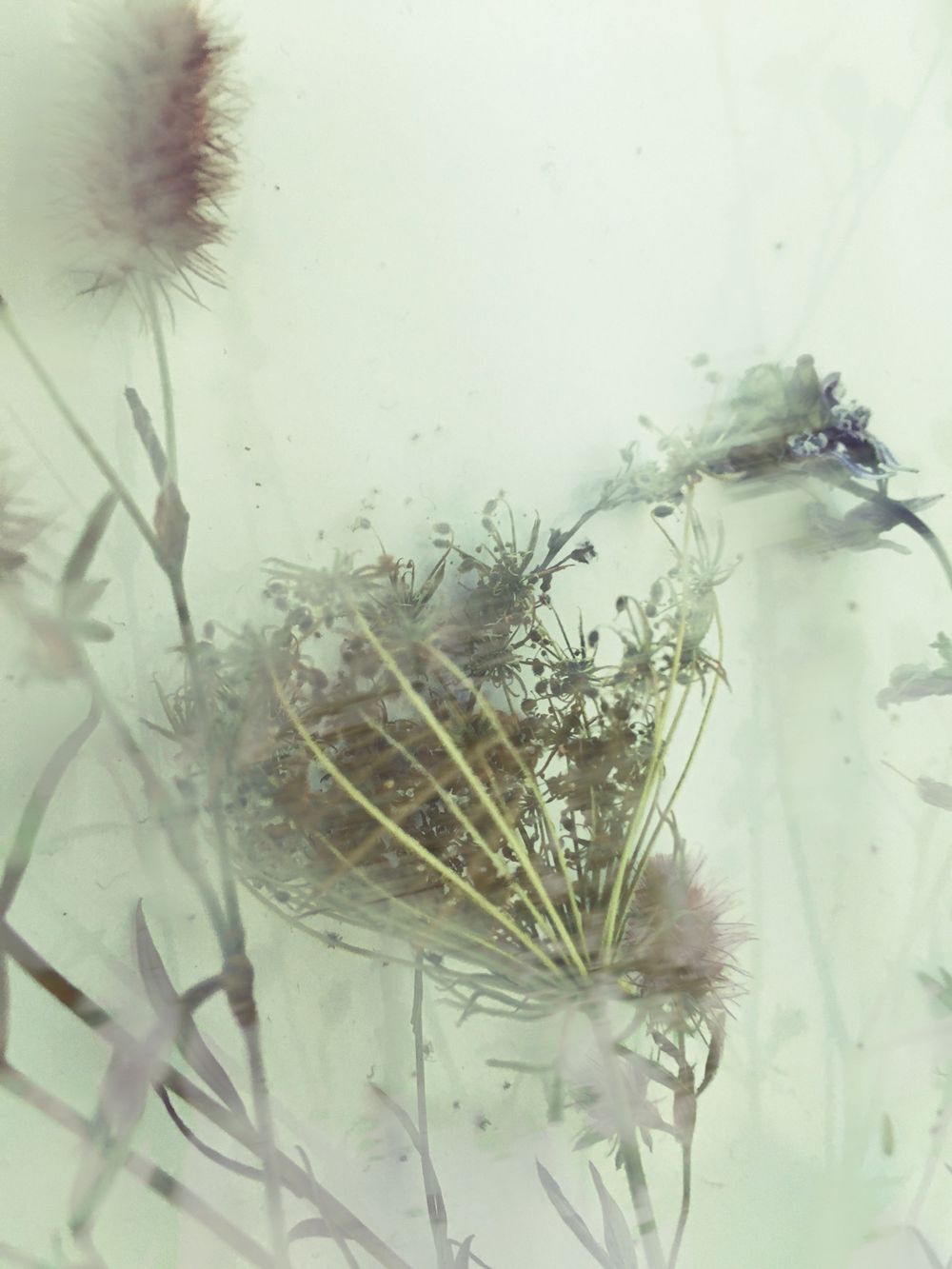 dried plants in a random arrangement. blueish color hue in the photograph.