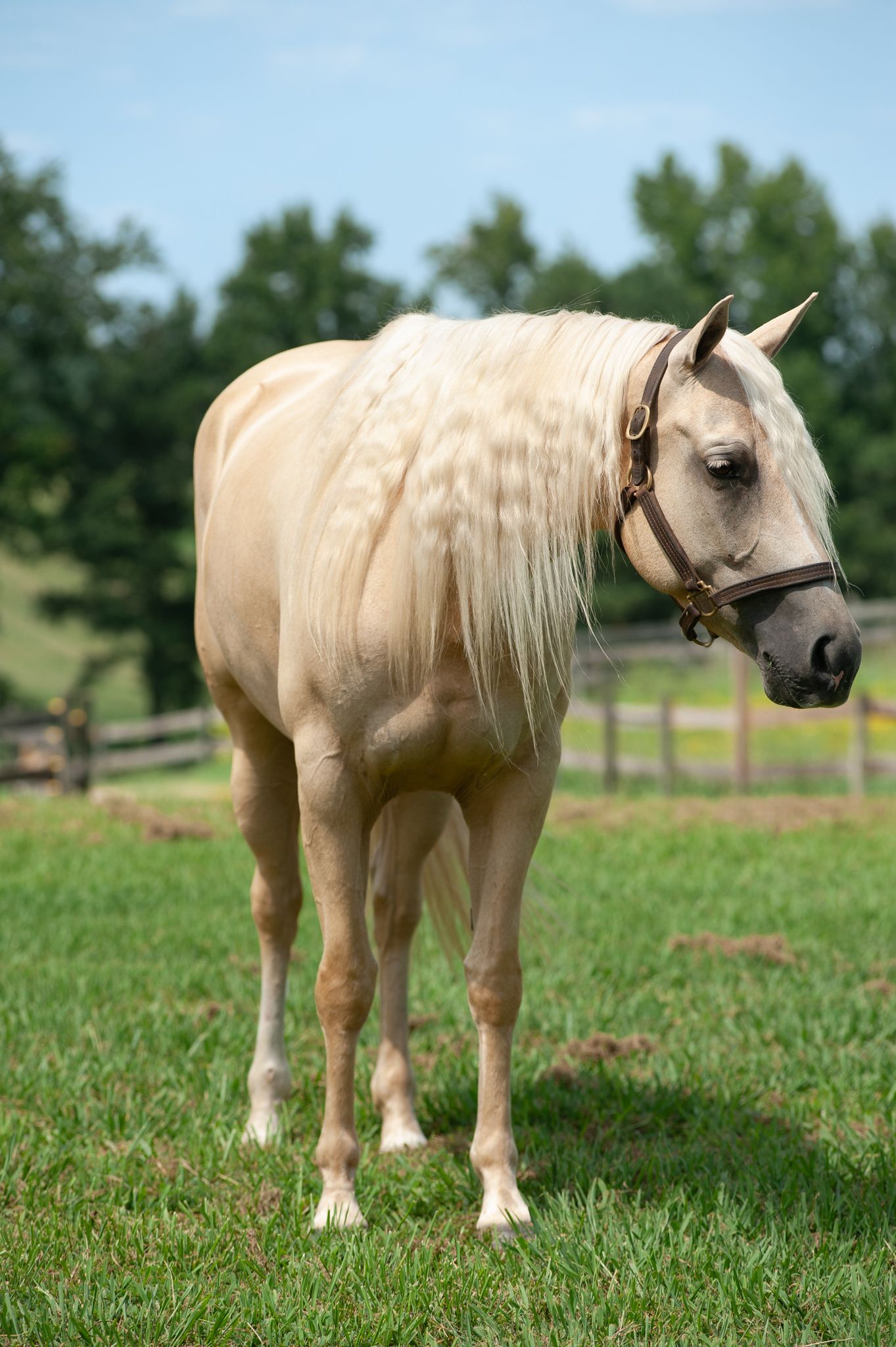 Close-up portrait of a chestnut horse with windswept mane against a soft background.