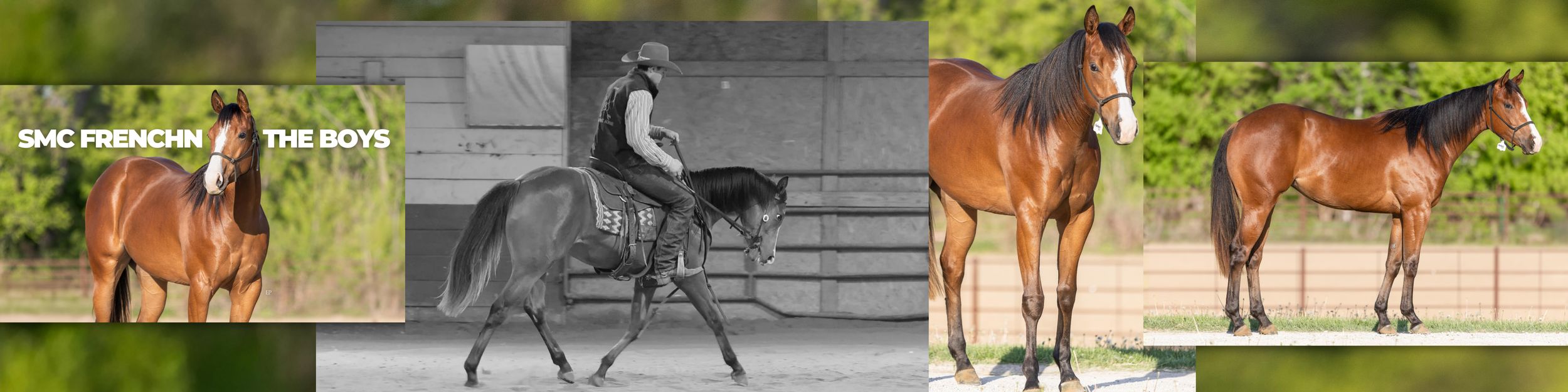 A bay dressage horse being driven in harness by a rider in formal attire, with two additional bay horses standing in paddocks.