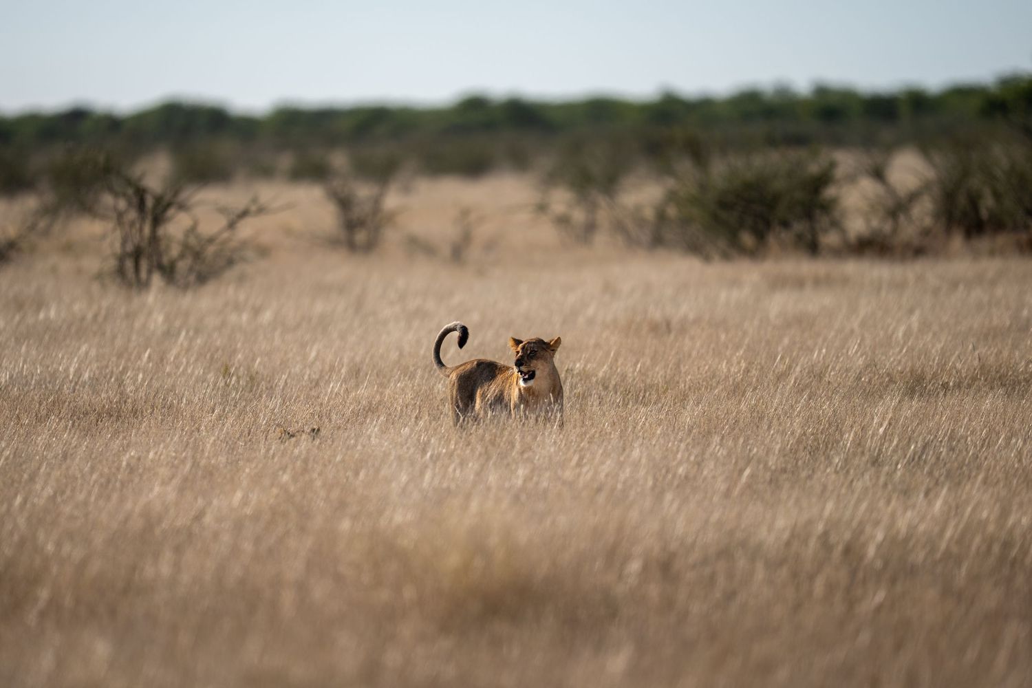 A lion cub stands alert in tall golden savanna grass with sparse trees in the background.