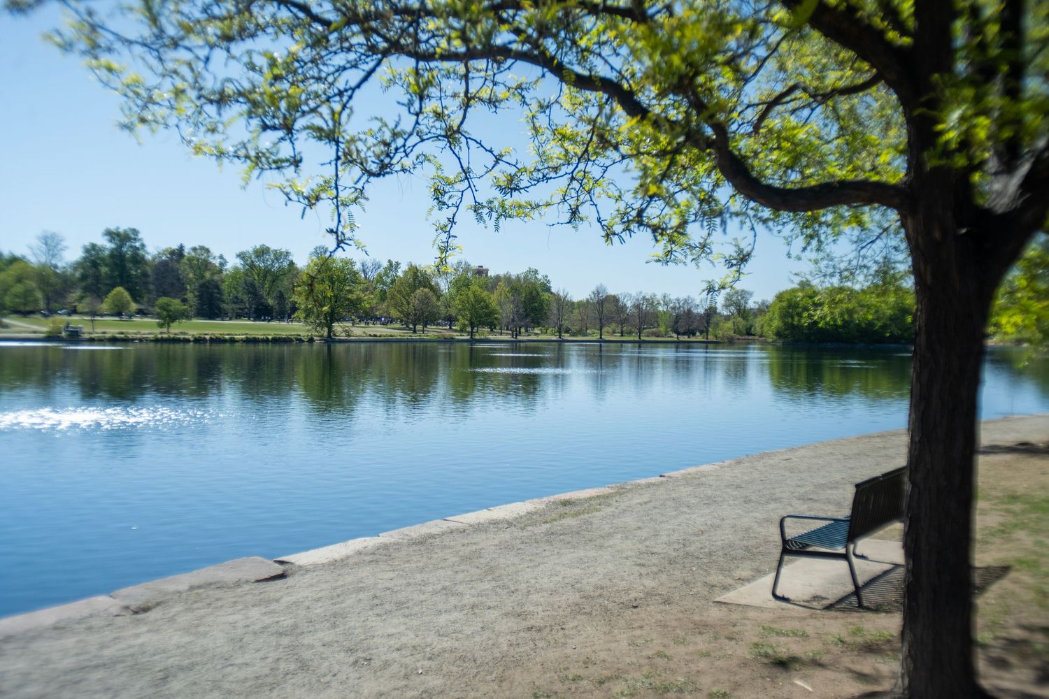 A serene park bench beside a calm lake surrounded by lush green trees on a sunny day.