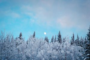 Snow-covered pine trees under a blue sky with a full moon visible above the winter forest.