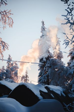 Snow-laden evergreen trees with rising steam or smoke against a pale winter sky at dusk.