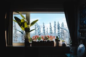 Indoor plants on a windowsill with a snowy winter forest landscape visible through the window.