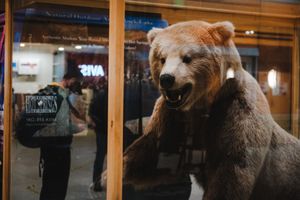 A taxidermied grizzly bear display in a museum exhibit with visitors and illuminated storefronts visible in the background.