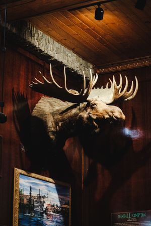 A large mounted moose head taxidermy displayed on a wooden wall above a framed painting in a lodge.