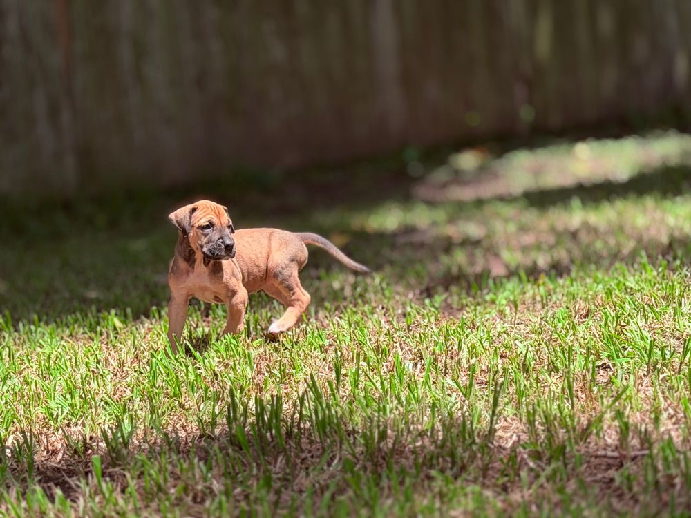 A small brown puppy runs playfully across a sunny green grass backyard near a wooden fence.