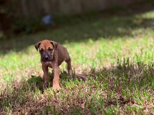 A small brown puppy walks through green grass in a sunny backyard, showcasing its playful and curious nature.