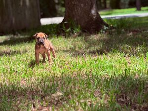 A small brown puppy stands alert on lush green grass in a sunny park with large trees in the background.