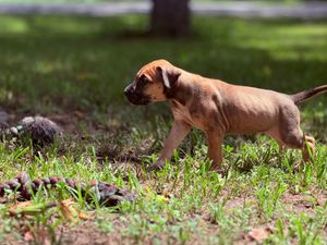 A curious brown boxer puppy cautiously approaches a small animal in a sunny green grassy yard.