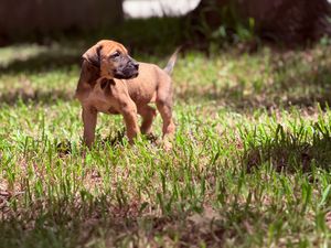 A young brown Rhodesian Ridgeback puppy stands alert on green grass in a sunny backyard.