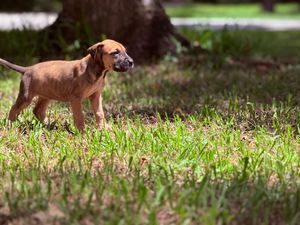 A small brown puppy stands alert in a sunny green grass yard, looking curiously to the side.