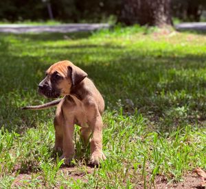 A brown puppy carrying a stick in its mouth while standing on green grass in a sunny outdoor park.