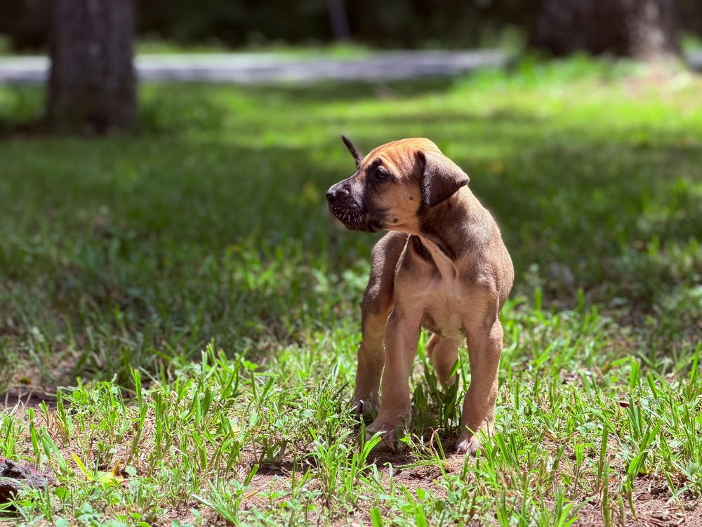 A cute brown Boerboel puppy stands alert on green grass in a sunlit outdoor park setting.