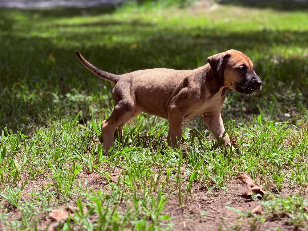 A small brown puppy stands alert on green grass in sunlight, showcasing its lean build and curious stance.