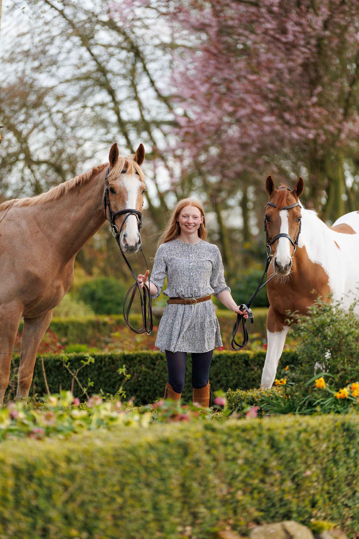 Three brown horses with saddles standing in a row on sandy ground with tall golden grass in the background.