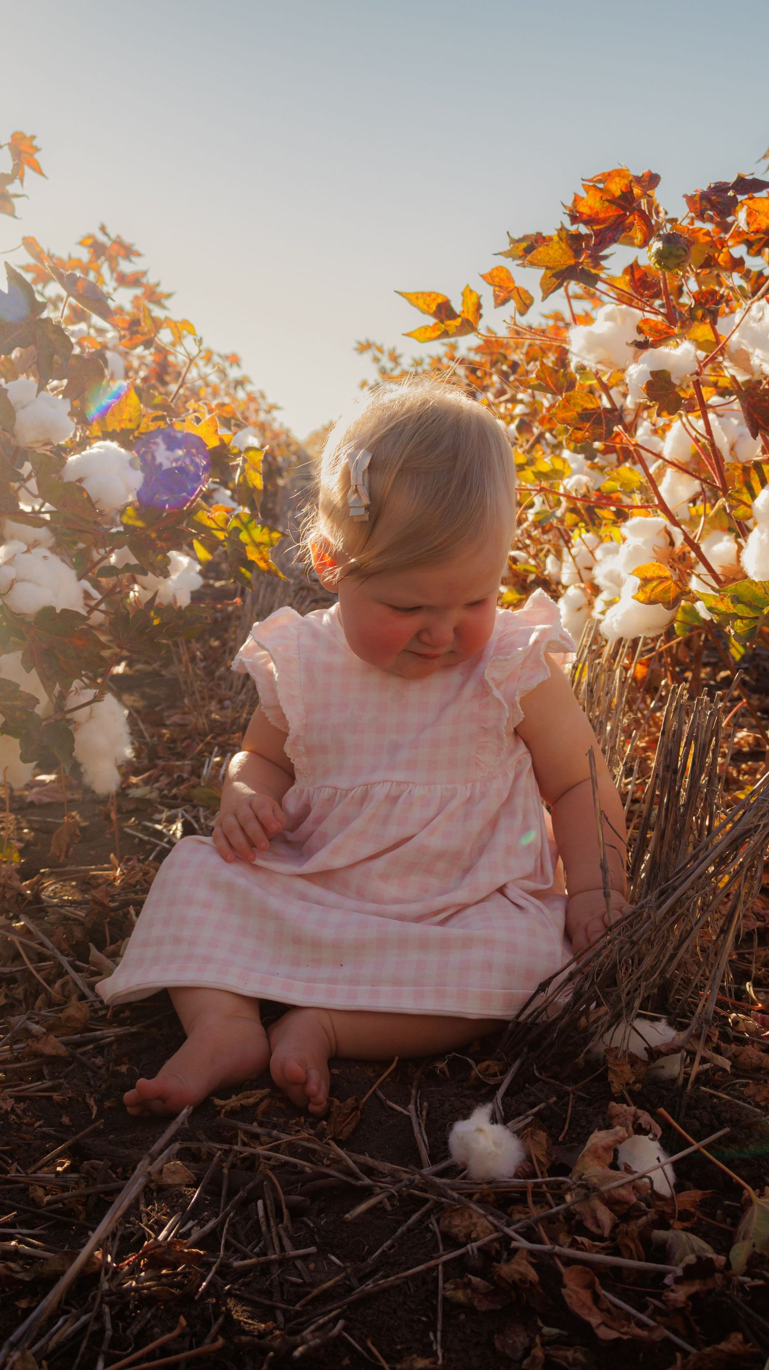 A barefoot baby girl in a pink gingham dress sits among cotton plants in a sunlit cotton field.