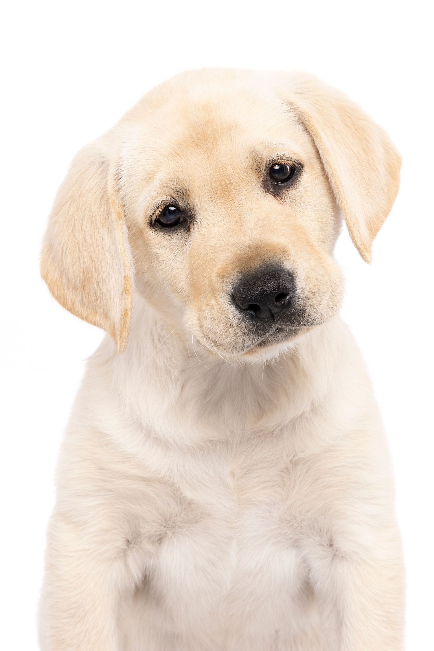 Adorable yellow Labrador Retriever puppy sitting upright against a white background, looking directly at the camera.