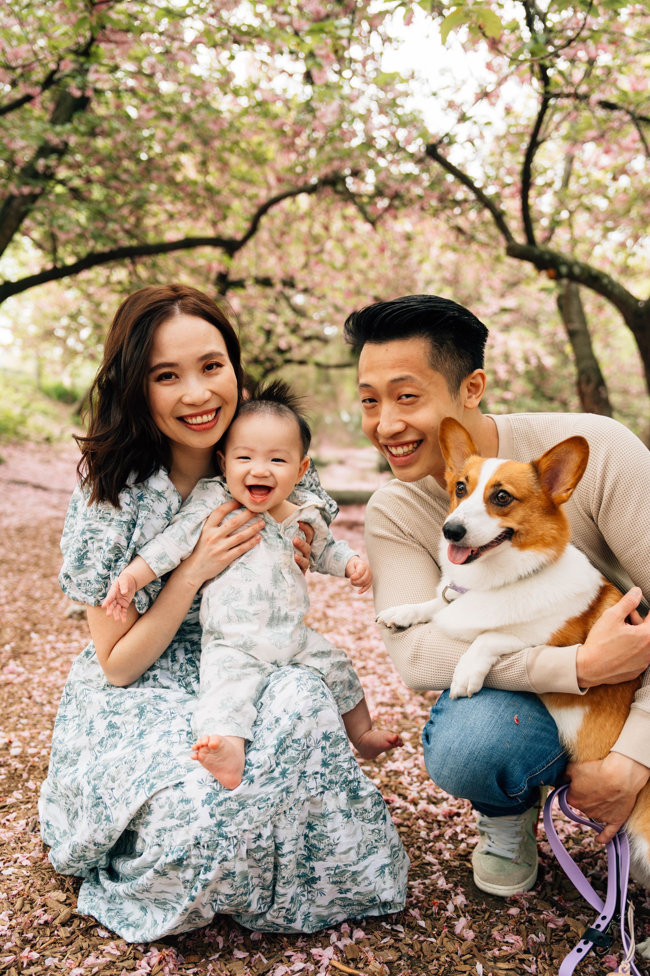A family sits together with their Corgi dog under blooming cherry blossom trees during a spring photoshoot.