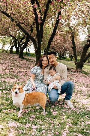A Corgi dog sits among pink cherry blossom petals beneath blooming trees in a spring park setting.