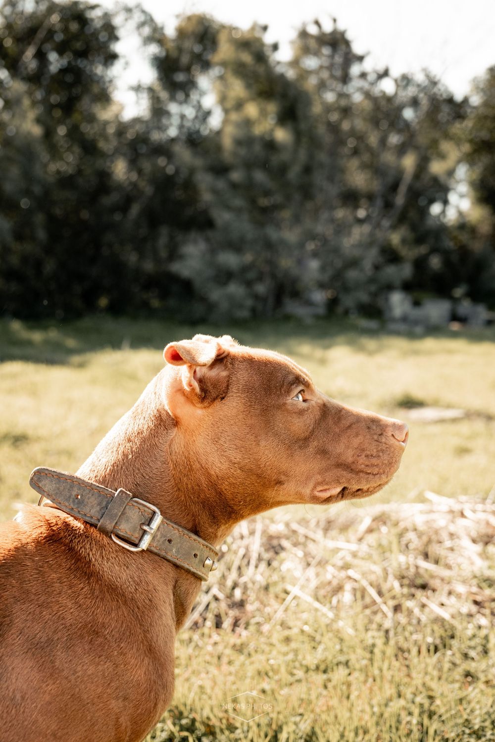 A brown Pit Bull dog wearing a leather collar stands in a sunny field, gazing alertly to the side.