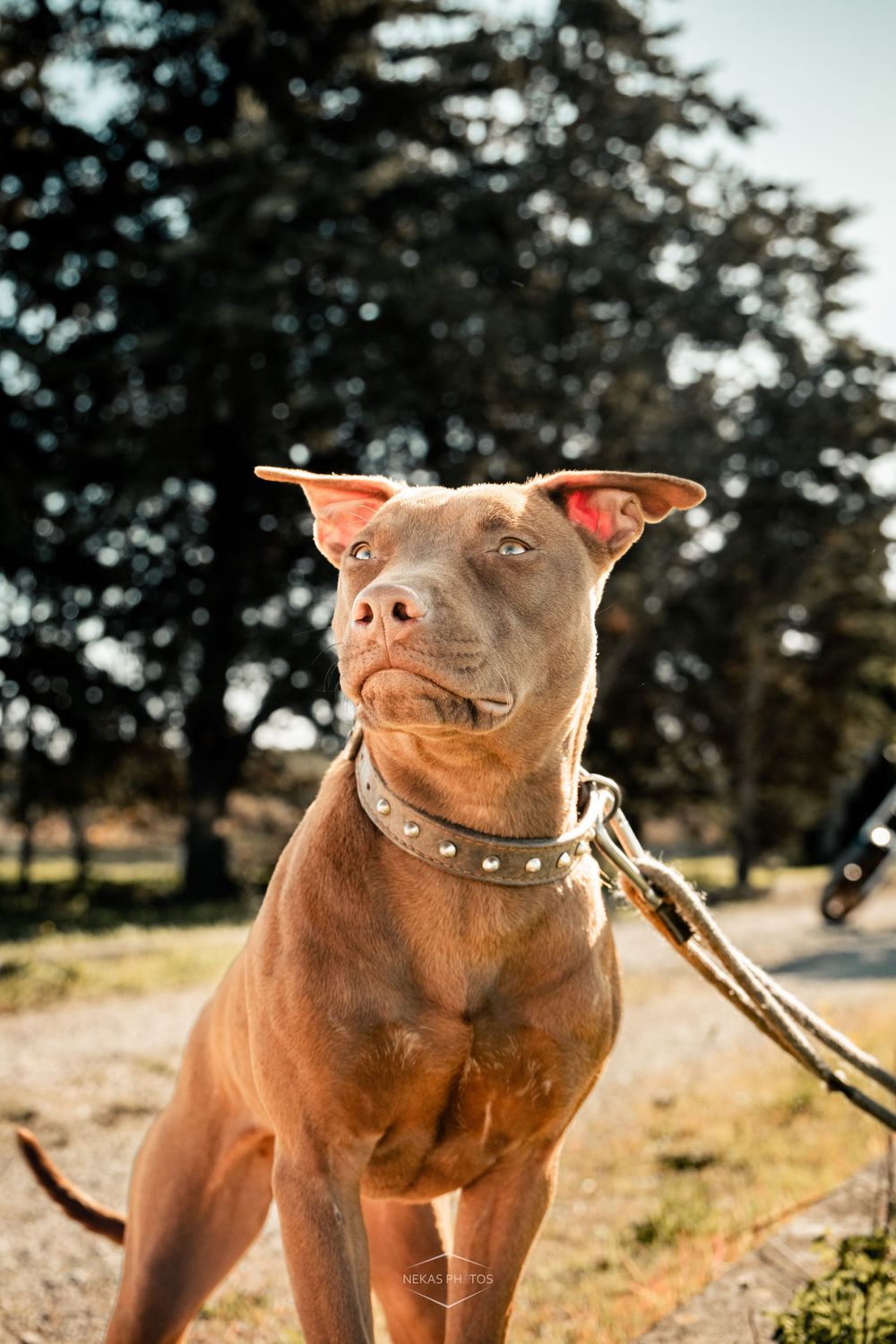 A brown Pit Bull dog on a leash wearing a studded collar, looking up alertly outdoors with trees in background.